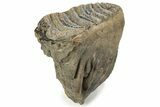 Woolly Mammoth Molar - Siberia #232723-4